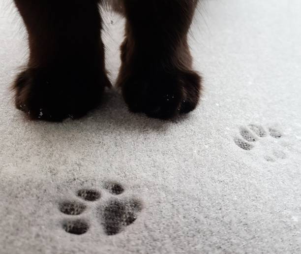 Cat paw marks in the fresh snow