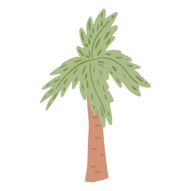 palme isoliert auf weißem hintergrund. abstrakte tropischen baum im doodle-stil. - rainforest palm tree leaf plant stock-grafiken, -clipart, -cartoons und -symbole