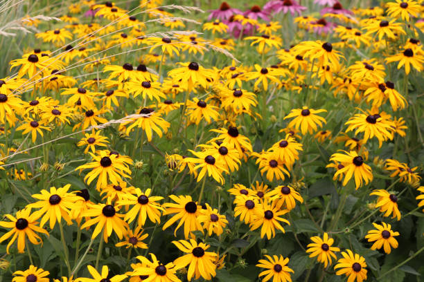istock Sea of Sunflowers 1288935855