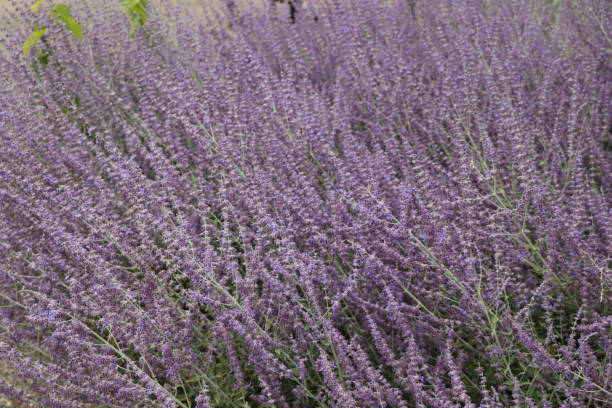 istock Sea of Lavender 1288935860