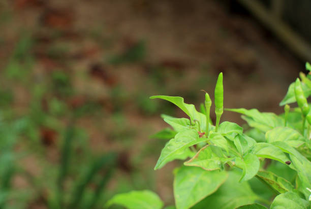 Close-up of green chili tree