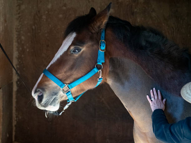 istock Beautiful horse standing in her stable 1288940539