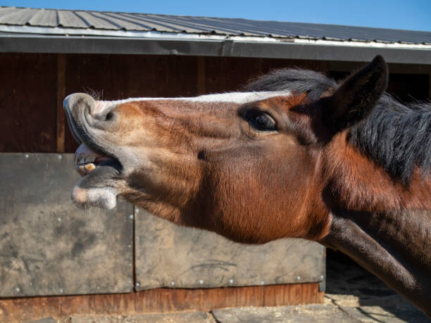istock Straight from the horse’s mouth 1288940545