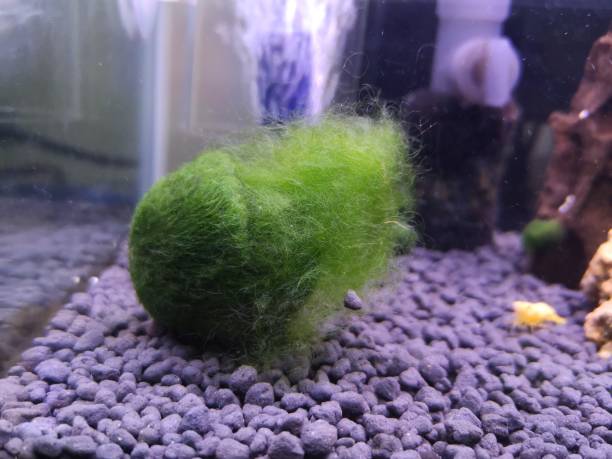 Small ball of green moss, also called Marimo in aquarium.