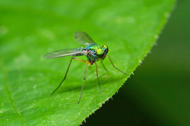 istock Macro Photo of Long Legged Fly on Green Leaf 1288941626