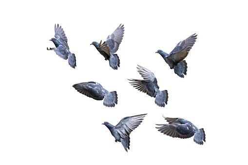 flock homing pigeon flying against white cloud and blue sky background