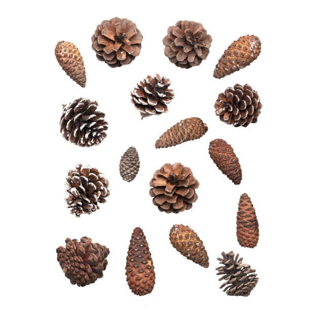 白い背景に分離された異な�るコーンのセット - brown pine cone seed plant ストックフォトと画像