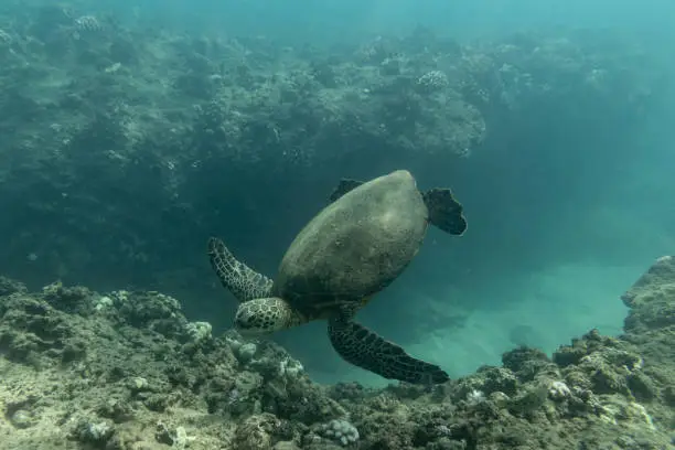 Photo of A sea turtle eats from a coral reef in hawaii