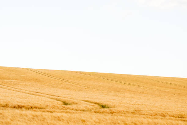 istock Minimal landscape with wheat against white sky 1288946188
