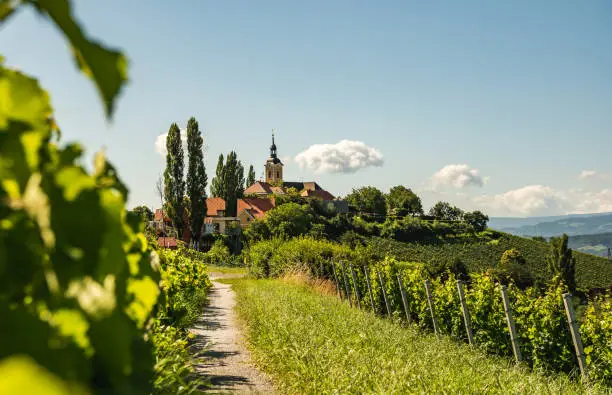 Vineyard on Austrian countryside with a church in the background. in Kitzeck im Sausal, Styria, Austria