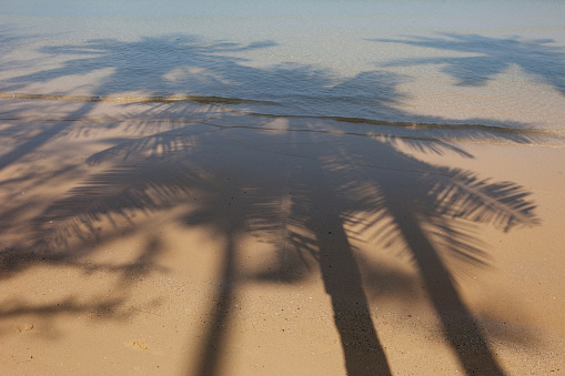 shadow of palm trees at a beach in Koh Chang Tai, จ.ตราด, Thailand