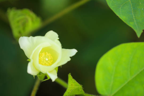 istock Cotton flower at green cotton field 1288946336
