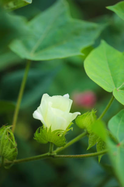 istock Cotton flower at green cotton field 1288946396
