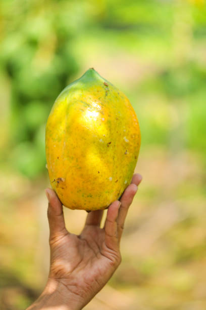 istock Green Papaya fruit in hand 1288947002