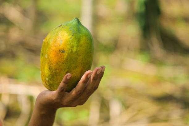 istock Green Papaya fruit in hand 1288947004
