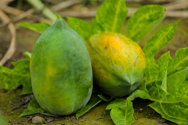 istock Green Papaya fruit at papaya field 1288947229