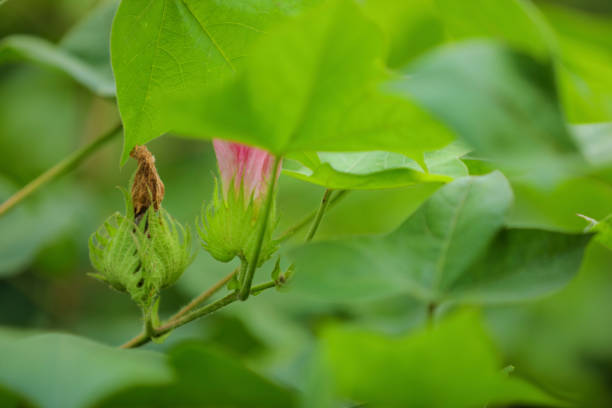 istock Cotton flower at green cotton field 1288947285