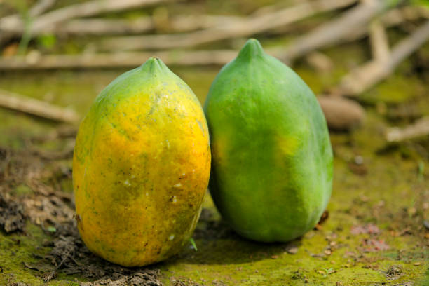 istock Green Papaya fruit at papaya field 1288947332