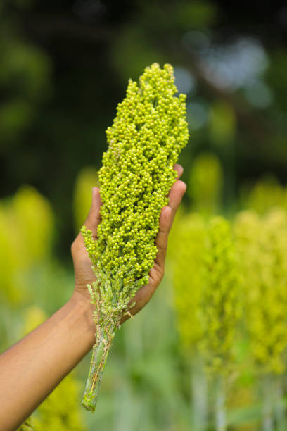 istock sorghum or jowar grain holding in hand at field 1288947543