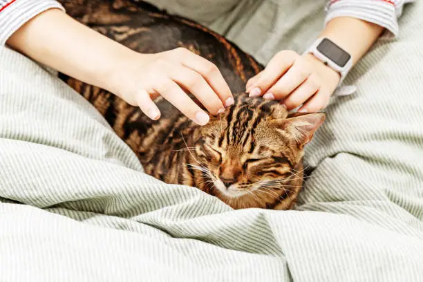 Photo of Woman is resting in bed and caress her pet cat. Tabby cat in hands of hostess in bedroom. Domestic animal.