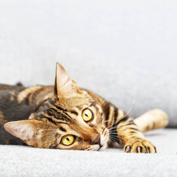 istock Bengal young cat is lying  on gray sofa, cute tabby kitten is looking at camera. 1288948198