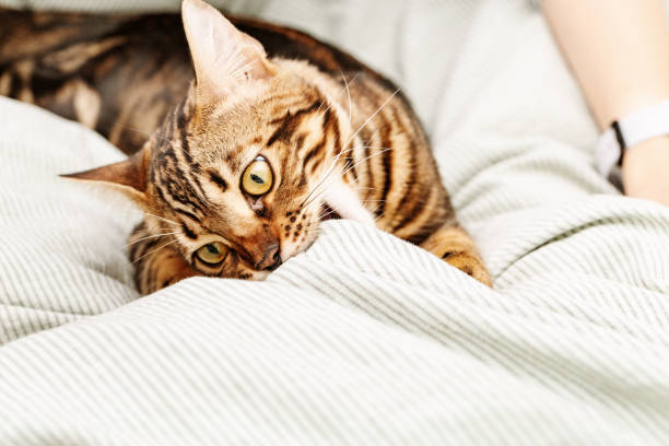 istock Beautiful short-haired young cat lying on bed at home, bengal cat pet playing. 1288948203