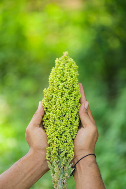istock sorghum or jowar grain field 1288948275