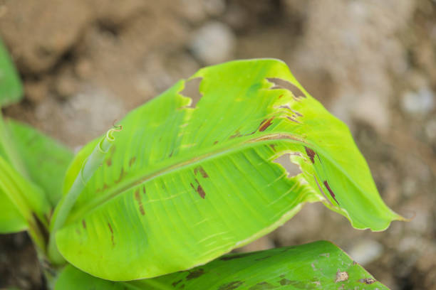 Close up view of Damage banana leaf