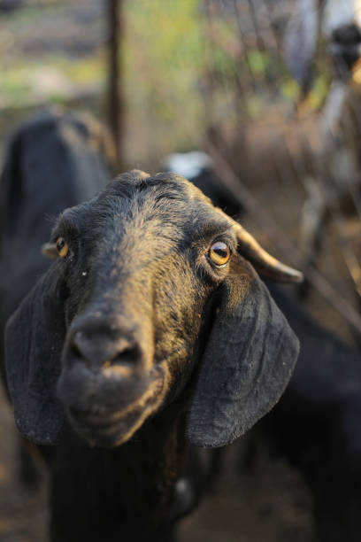 istock Indian goat at dairy farm, rural scene 1288949185