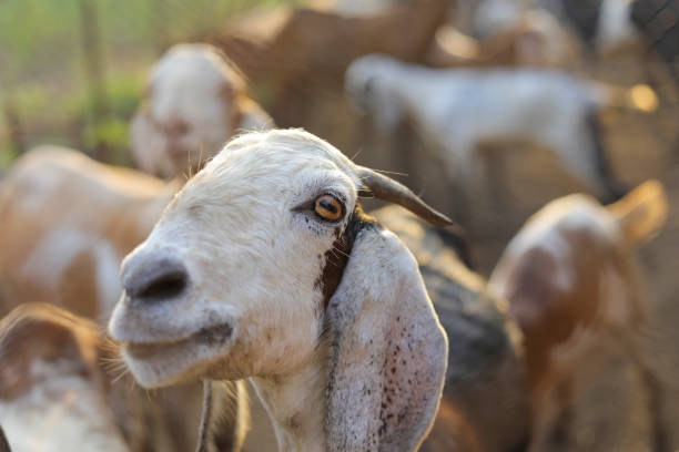 istock Indian goat at dairy farm, rural scene 1288949191