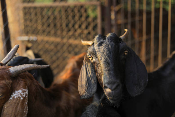 istock Indian goat at dairy farm, rural scene 1288949520