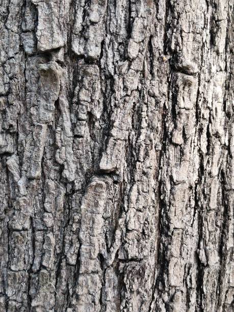 Photo of texture of bark
