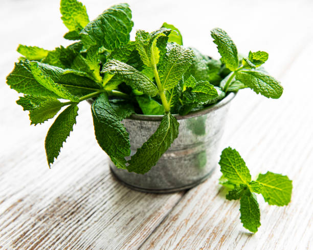 istock Fresh mint in bucket on a white woodwn table 1288950157