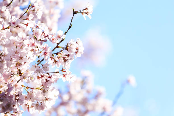 istock cherry blossoms in japan 1288951296
