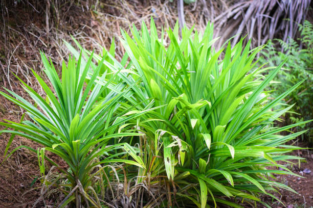 plante de feuille de pandan se cultivant sur le jardin de pandans d’arbres pour l’ingrédient normal d’herbes dans la nourriture thaïlandaise asiatique de cuisine. - pandanus photos et images de collection