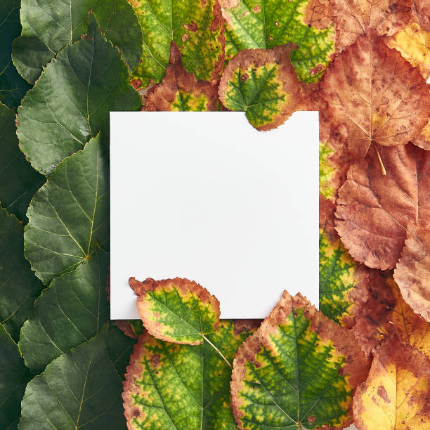 istock Creative minimal autumn concept. Frame made of green and red autumn leaves. Gradient Fall Flat Lay. Top View 1288951534