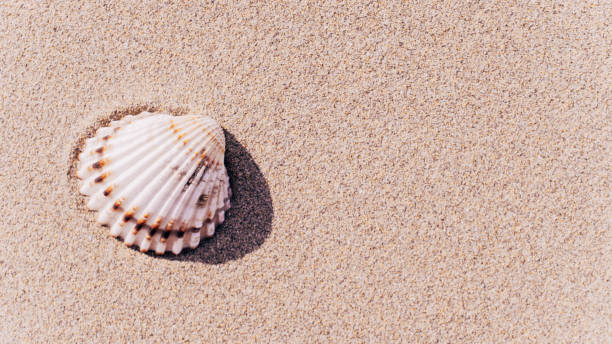 istock Shells pattern. Seashells, starfishes on sand ocean beach background. Exotic beach with copy space. 1288952601