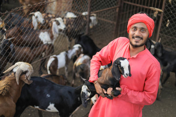 istock Indian farmer in goat dairy farm 1288952777