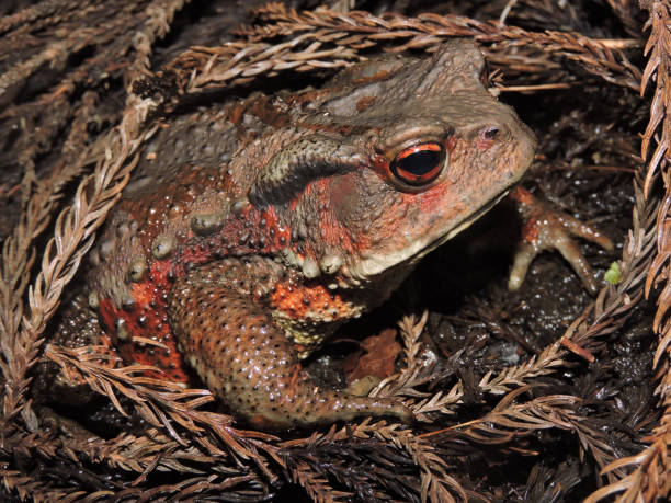 istock Frog on the Forest floor | Bufo japonicus 1288952898