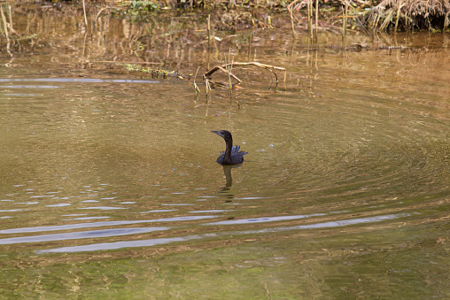 Small out focused bird in the water at the distance in Gudavi bird sanctuary