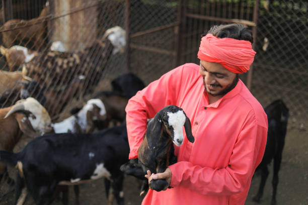 istock Indian farmer in goat dairy farm 1288953587