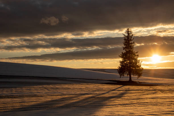 pine tree standing on a snowy hill at dusk - pine sunset night sunlight imagens e fotografias de stock