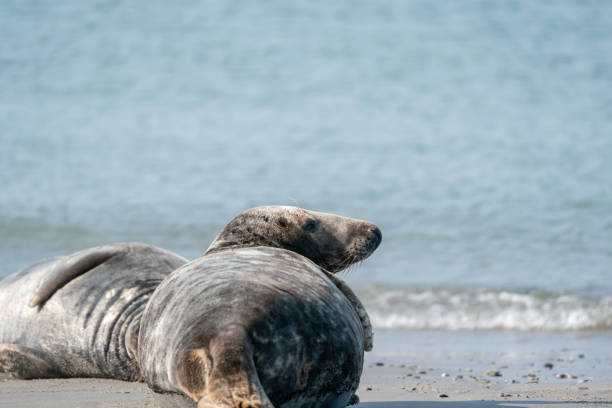 istock Funny lazy seals on the sandy beach of Dune, Germany 1288955019