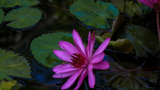 연못에 백합 패드에 분홍색 물 백합 - water lily floating on water lotus leaf 뉴스 사진 이미지