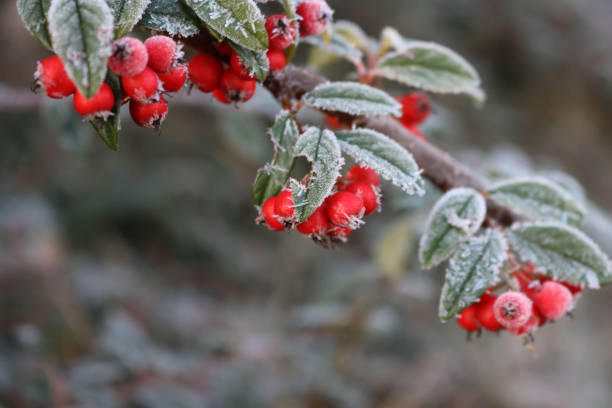istock Close-up of frost on Cotoneaster bush 1288958442