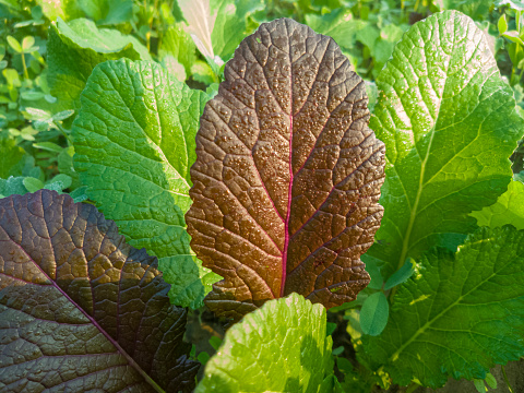 Brown and green leaves of mustard plant