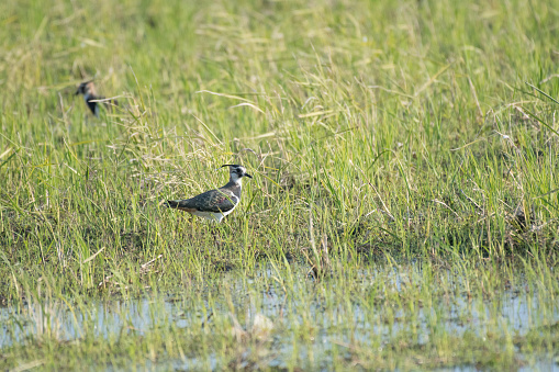 Lapwing in autumn rice field