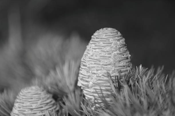 Black and white studio macro shot of a pine cone from below.