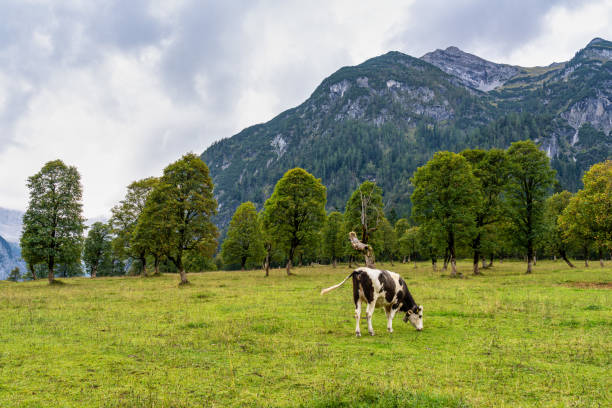 istock maple trees at Ahornboden, Karwendel mountains, Tyrol, Austria 1288962859