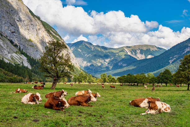 istock maple trees at Ahornboden, Karwendel mountains, Tyrol, Austria 1288963042